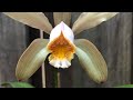 Cattleya forbesii от фласки  до цветения.     Орхидеи из фласки , уход.