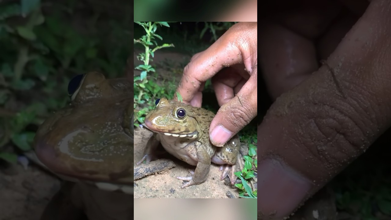 Catch froggy frog funny shorts 🐸