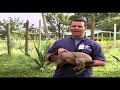 Cómo criar Conejos (Cunicultura)