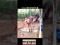 Why This Farmer is Laying Eggs#facts #trending#youtubeshorts #amazingfacts