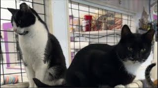 Come one .. come All…. 🍪🍪