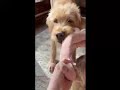 playing with winnie