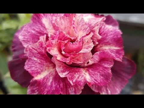Video Sứ thái giá rẻ, hoa đẹp, củ to, quái đang rực hoa ngày... - youtube