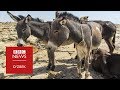 Эшак гўшти нархи хитойликлар қизиқиши туфайли ошиб кетди - BBC Uzbek