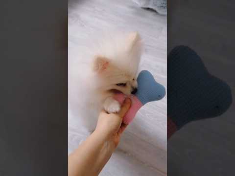 Игрушка для Пипы 🐶 #doglover #dog #dogshorts #puppy #pomeranianlove #animals #funnydogs #cuteanimals