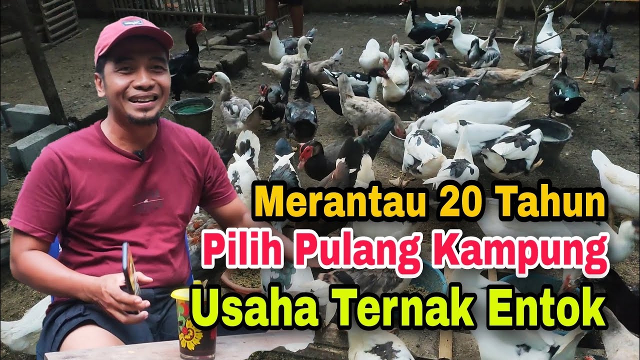 Merantau 20 Tahun, Pemuda ini Memilih Pulang Kampung untuk Ternak Entok