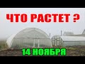 Последняя зелень БЕЗ ОТОПЛЕНИЯ !