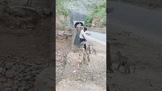 POV: You met the friendliest monkey 🐒 #animals #shorts #viral