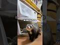 フェレットの豆知識🤔💭 #ferret #フェレット #マーシャルフェレット