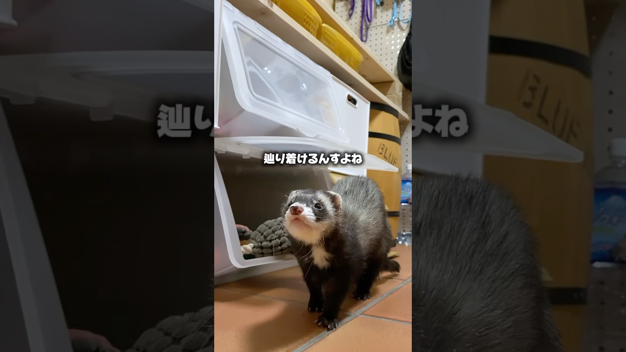 フェレットの豆知識🤔💭 #ferret #フェレット #マーシャルフェレット