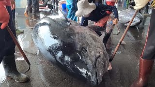 Incredible 800 Pounds Giant Bluefin Tuna Unload!