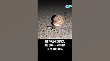 Улитка одна из знамений Аллаха | ПроДинМедиа | ProDinMedia #Shorts