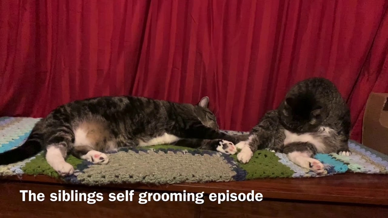 Cats self grooming Tabby Cats Siblings YouTube
