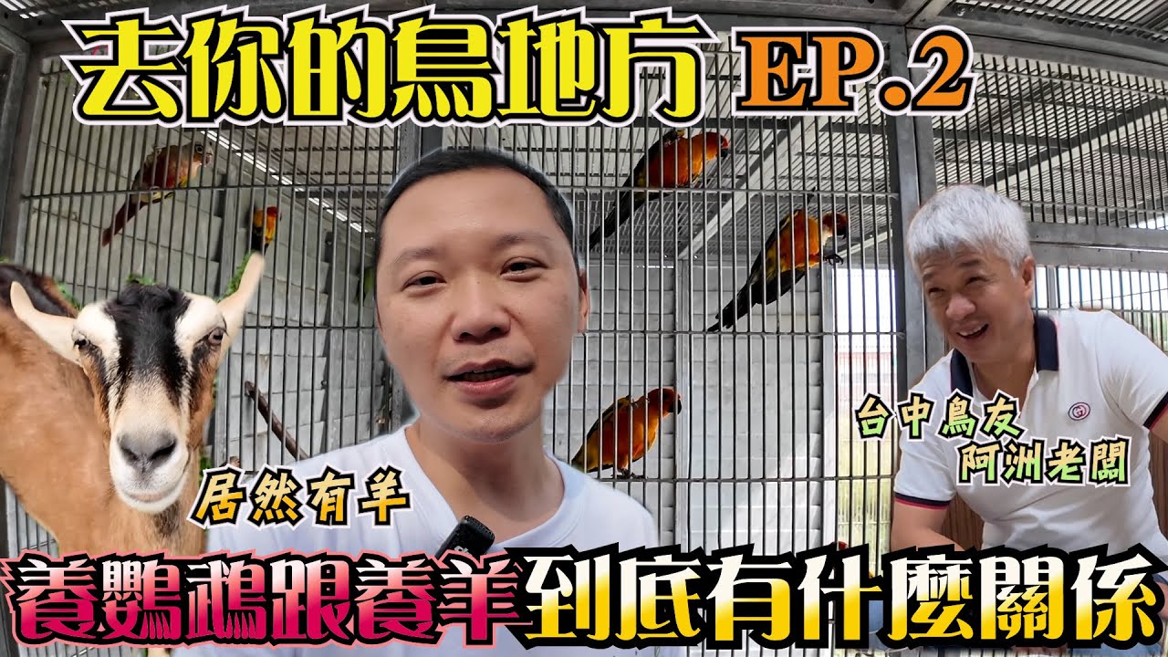 去你的鳥地方 EP2｜鸚鵡、雞鴨、羊咩咩一起生活？阿洲老闆的渡假系飼養 ｜林小白鸚鵡日常