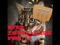 なぜ大谷の豪邸購入は大変なことなのか?!#大谷翔平 #cat #ねこ #猫のいる暮らし #ドジャーズ #ネコ#short #にゃんこ #猫 #猫のいる生活 #癒し#猫動画#大谷真美子#デコピン