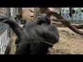 #GorillaStory: Moke and Kibibi Wrestle at Smithsonian's National Zoo