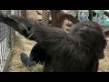 #GorillaStory: Moke and Kibibi Wrestle at Smithsonian's National Zoo