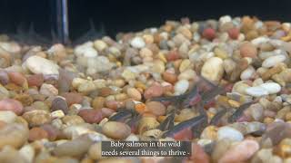 Chum Salmon Egg Hatches