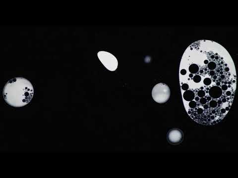 KAMM - CCBPGC (official audio)