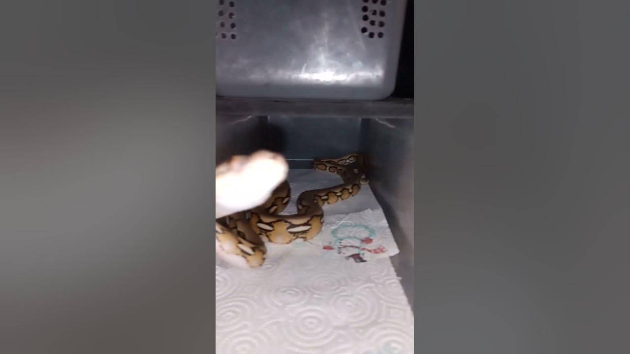 reticulated python bites phone - YouTube