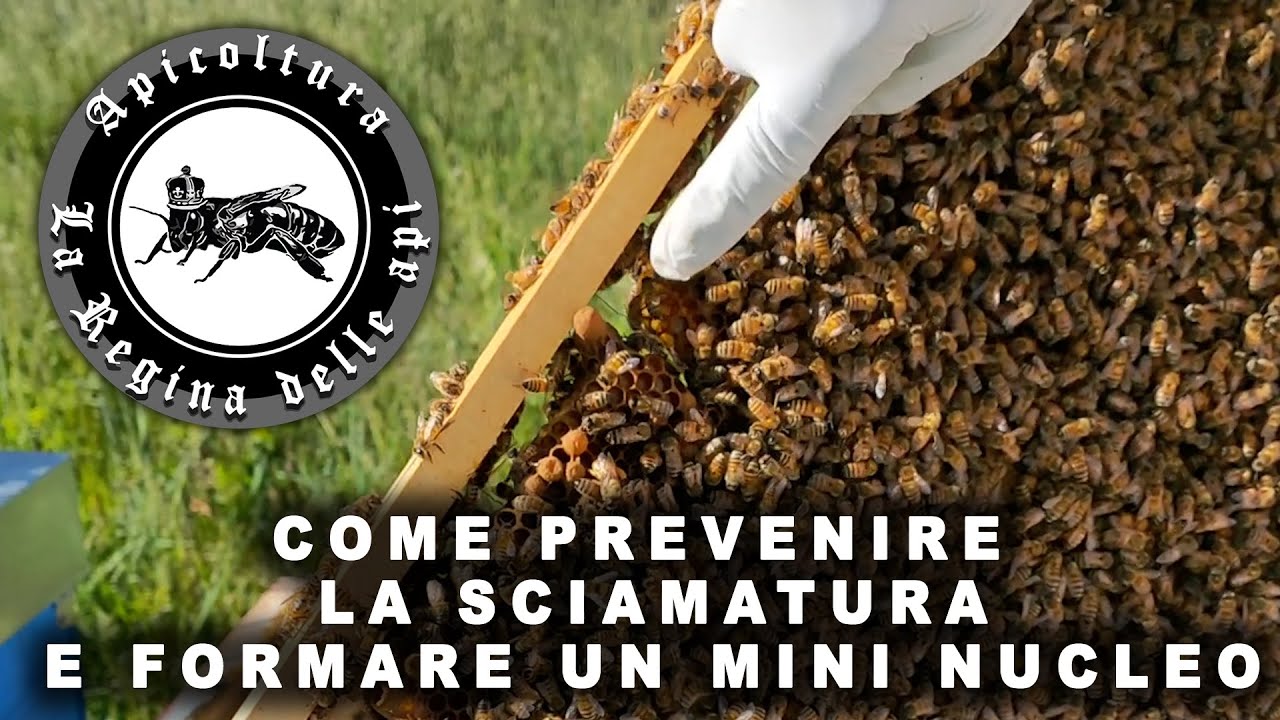 Come prevenire la sciamatura e formare un mini nucleo