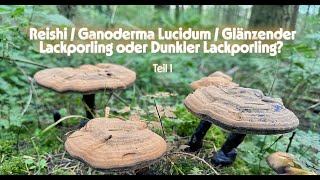 Reishi / Ganoderma Lucidum / Glänzender Lackporling oder Dunkler Lackporling? Teil 1
