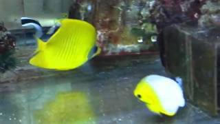 新参者ゴールデン20110407.avi