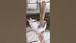 ciblek sawah gacor ngebren panjang