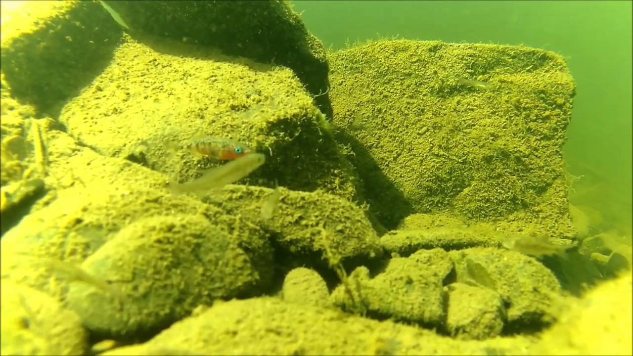 Unterwasserwelt Ruhr in Bochum UWR