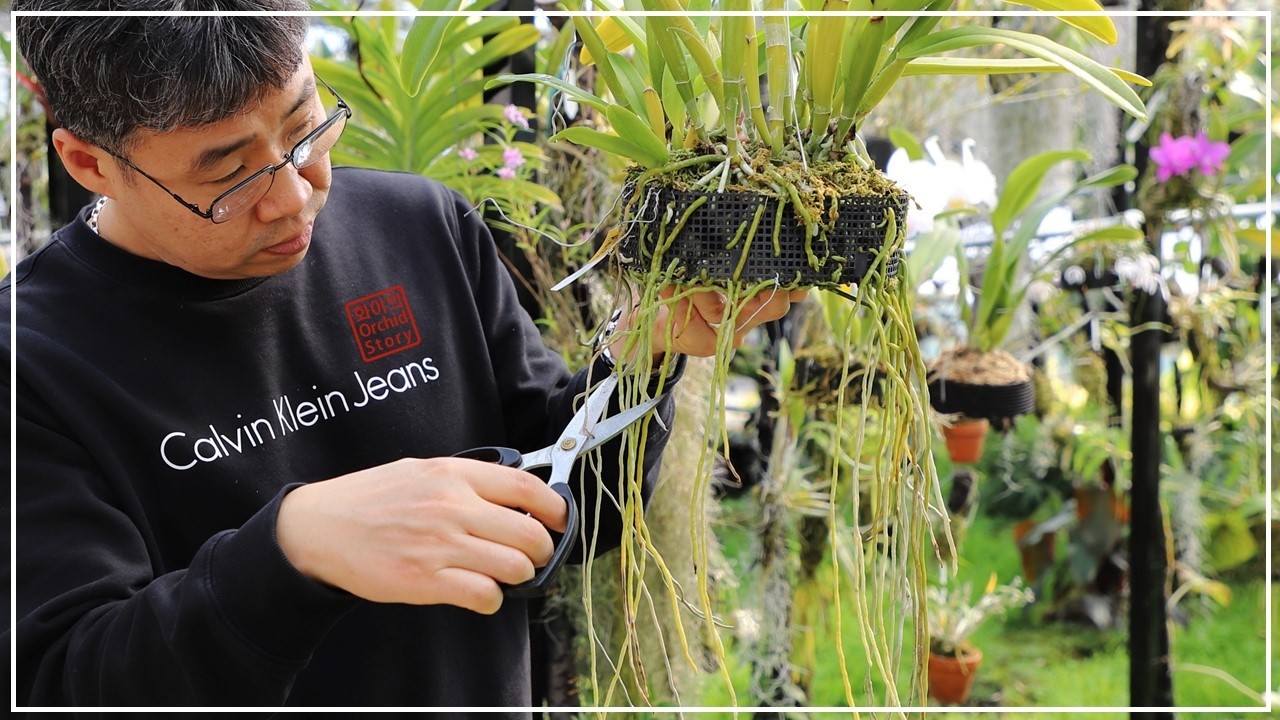 분갈이때 뿌리를 잘라야 할까? 그냥 심어야 할까?