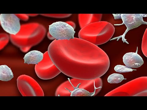Video: ¿Los glóbulos blancos tienen núcleo?