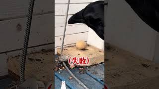 フィジカルもあって頭まで使うカラス