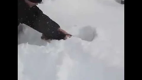 Cosa fanno i gatti sulla neve?