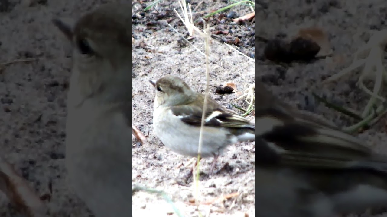 Самка зяблика замедленно\The female finch is slow 