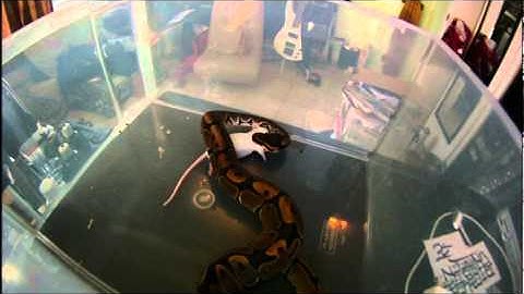 Ball Python Eating Mouse In Slow Motion