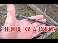 Зачем и как гнуть ветки деревьев / Игорь Билевич