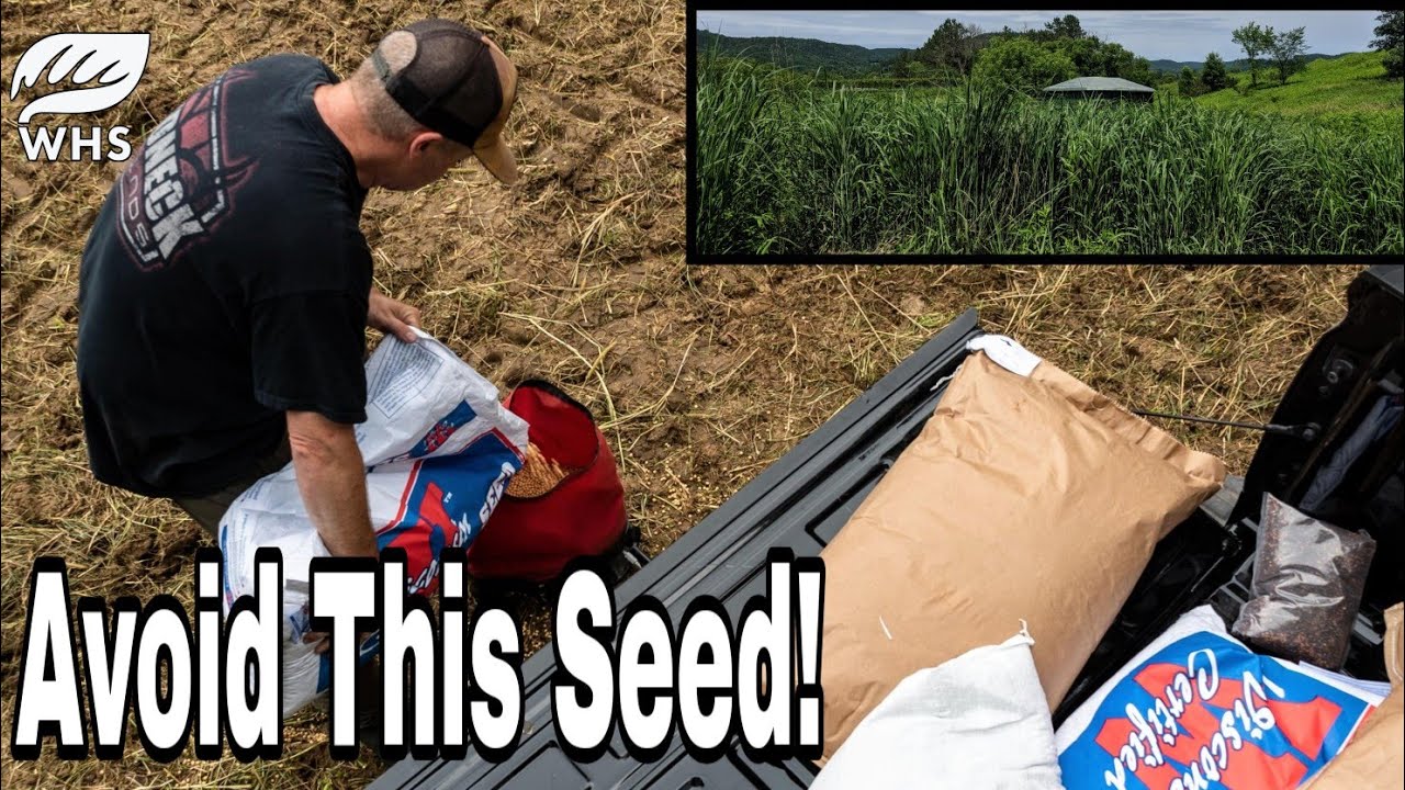 What's the Worst Food Plot Seed Ever? - AllOutdoor.com
