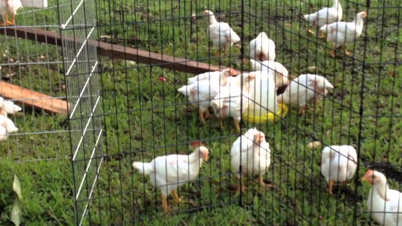 Raising Meat Chickens 31 Days Old YouTube