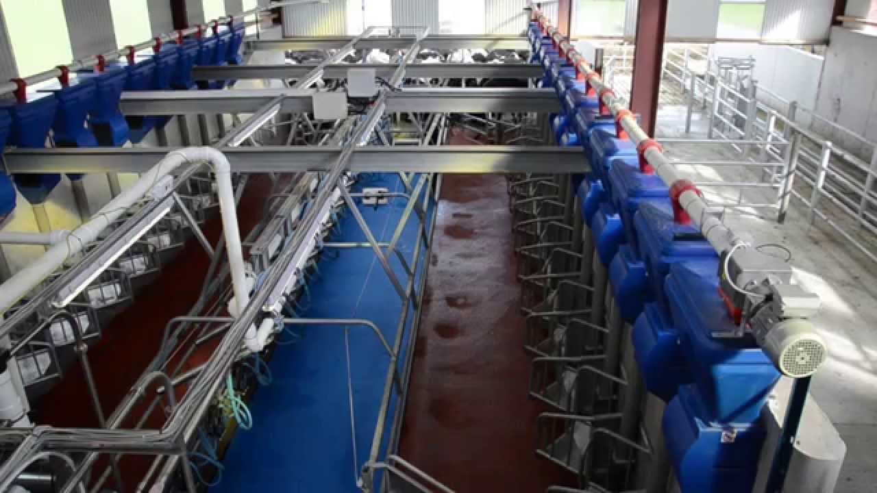 Fullwood HB50 herringbone milking parlour in action YouTube