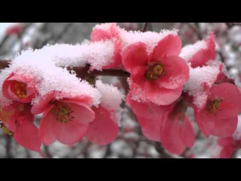 ბესო კალანდაძე - ყვავილები თოვდა (ციხისზირას)