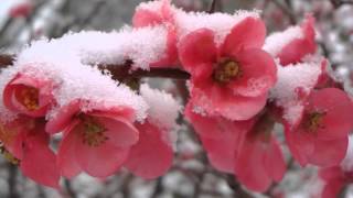 ბესო კალანდაძე - ყვავილები თოვდა (ციხისზირას)