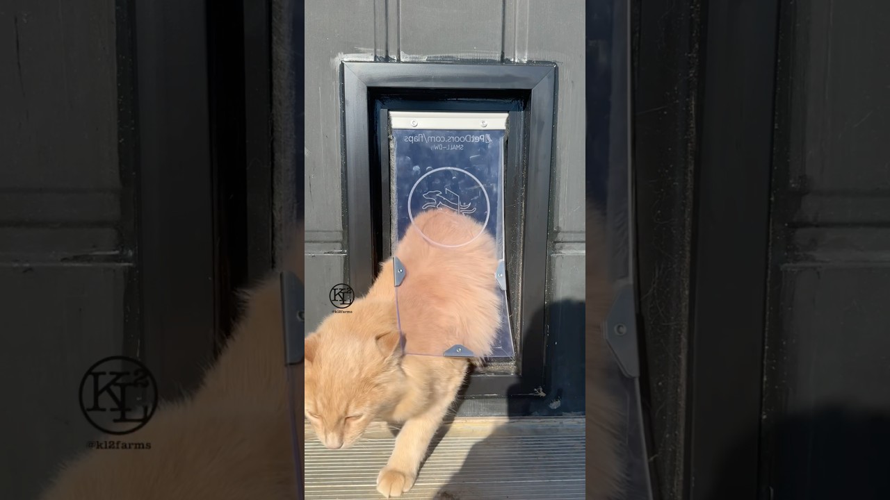 lemon + lime 🤝🏼 liberty pet door *linked in description*  