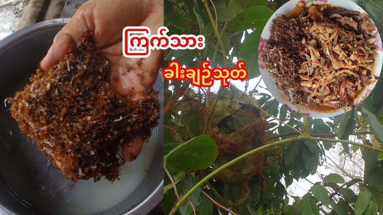 ကြက်သား ခါးချဉ်သုတ်