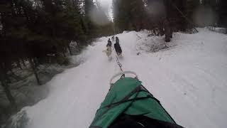 DOG SLEDDING IN WHITEFISH, MONTANA