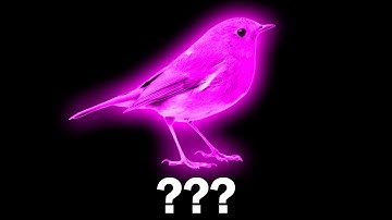 15 Bird Singing Sound Variations in 60 Seconds