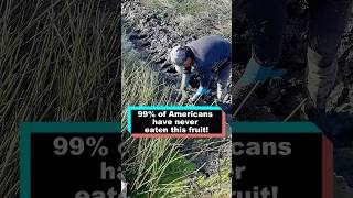 99% Of Americans Have Never Eaten This Fruit