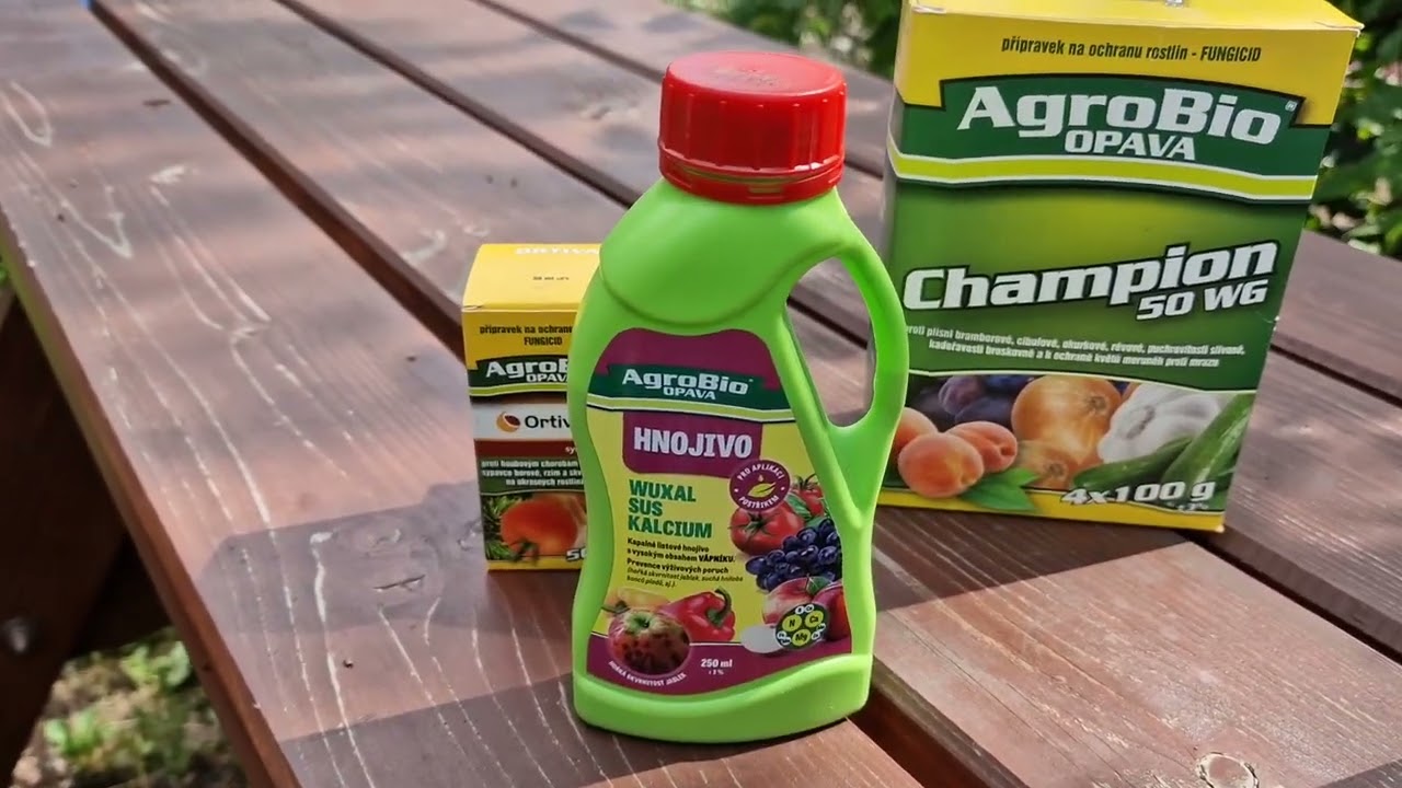 Rajčata - plíseň, černání plodů, praskání