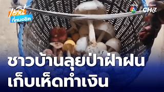 Locals brave the rain to forage for mushrooms and cash in screenshot 2