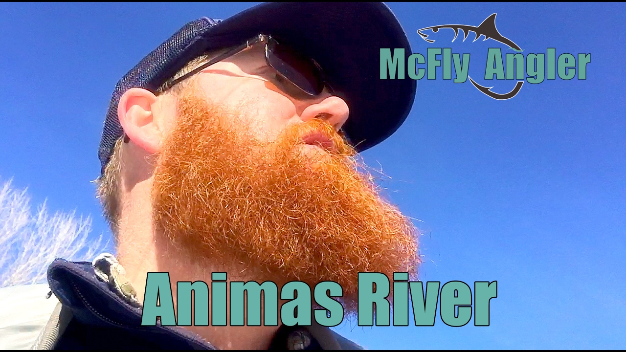 Fly Fishing for TROUT on the Animas River in Durango, CO McFly Angler