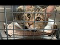 殺処分寸前の猫が恐怖を感じてヨダレが止まらない……【保護猫】